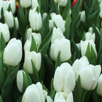 Срезка тюльпанов на 8 марта оп..